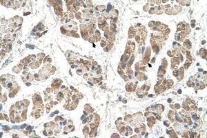Image no. 1 for anti-Signal Sequence Receptor, beta (Translocon-Associated Protein Beta) (SSR2) (N-Term) antibody (ABIN205080) (SSR2 antibody  (N-Term))