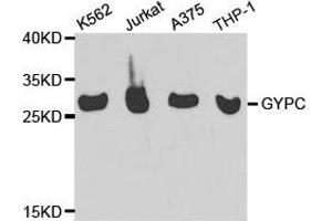 Western Blotting (WB) image for anti-Glycophorin C (GYPC) antibody (ABIN1872924) (CD236/GYPC antibody)