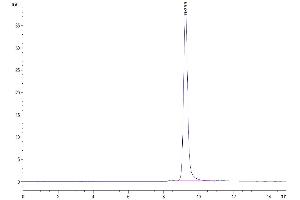 The purity of Mouse CCL24 is greater than 95 % as determined by SEC-HPLC. (CCL24 Protein (AA 27-119) (Fc Tag))
