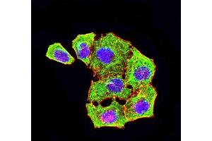 Immunofluorescence analysis of Hela cells using ATG4A mouse mAb (green).