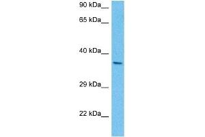 Host:  Mouse  Target Name:  PITX2  Sample Tissue:  Mouse Brain  Antibody Dilution:  1ug/ml (PITX2 antibody  (N-Term))