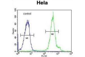 Flow cytometric analysis of Hela cells using FUS Antibody (C-term) Cat. (FUS antibody  (C-Term))