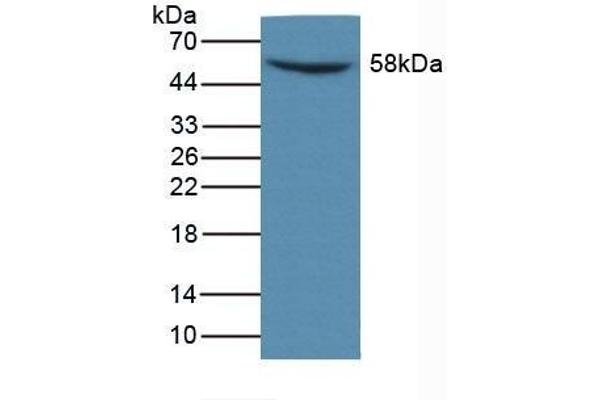 MMP14 antibody  (AA 121-487)