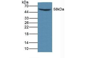 MMP14 anticorps  (AA 121-487)