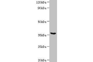 Western blot All lanes: WD repeat-containing protein 54 at 2 μg/mL + Mouse stomach tissue Secondary Goat polyclonal to rabbit IgG at 1/10000 dilution Predicted band size: 36 kDa Observed band size: 36 kDa (WDR54 antibody  (AA 1-334))