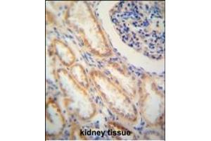 SHISA2 antibody (C-term) (ABIN652141 and ABIN2840562) immunohistochemistry analysis in formalin fixed and paraffin embedded human kidney tissue followed by peroxidase conjugation of the secondary antibody and DAB staining. (SHISA2 antibody  (C-Term))