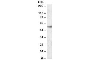Western blot testing of human kidney lysate with SH2D4A antibody at 0. (SH2D4A antibody)