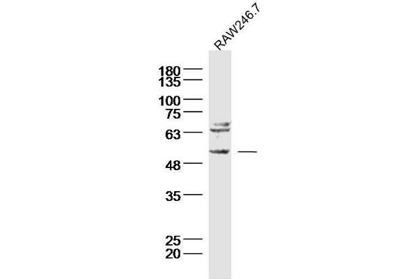 TACR3 antibody  (AA 151-250)