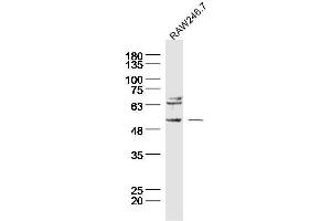 Raw246. (TACR3 antibody  (AA 151-250))