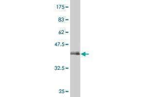 SLC39A10 antibody  (AA 514-621)