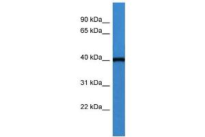 WB Suggested Anti-ASNA1  Antibody Titration: 0. (ASNA1 antibody  (C-Term))
