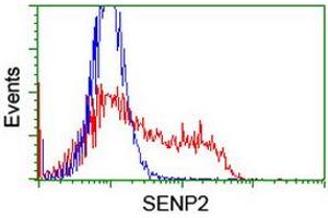 Image no. 2 for anti-SUMO1/sentrin/SMT3 Specific Peptidase 2 (SENP2) (AA 139-523) antibody (ABIN1490929) (SENP2 antibody  (AA 139-523))