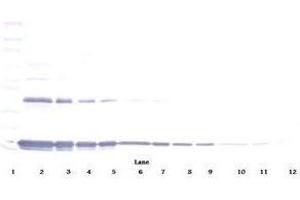Image no. 1 for anti-Interleukin 1 alpha (IL1A) antibody (ABIN465408)
