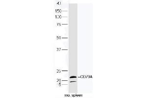 Mouse spleen lysates probed with Rabbit Anti-CD79A Polyclonal Antibody, Unconjugated (ABIN2559655) at 1:300 in 4˚C. (CD79a antibody  (AA 101-226))