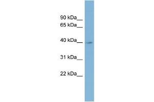 WB Suggested Anti-IMPAD1 Antibody Titration:  0. (IMPAD1 antibody  (Middle Region))