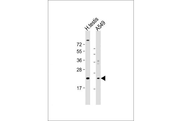 HSPB9 antibody  (AA 70-96)