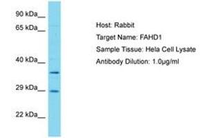 Image no. 1 for anti-Fumarylacetoacetate Hydrolase Domain Containing 1 (FAHD1) (AA 87-136) antibody (ABIN6750561)