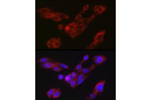 Immunofluorescence analysis of HepG2 cells using A Rabbit pAb (ABIN7265712) at dilution of 1:150 (40x lens). (ATG9A antibody  (AA 180-290))