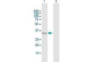 Western Blot analysis of B4GALT2 expression in transfected 293T cell line by B4GALT2 MaxPab polyclonal antibody. (B4GALT2 antibody  (AA 1-306))