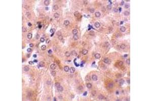 Immunohistochemistry of Bfl-1 in mouse kidney tissue with Bfl-1 antibody at 10 μg/ml. (BCL2A1 antibody  (C-Term))