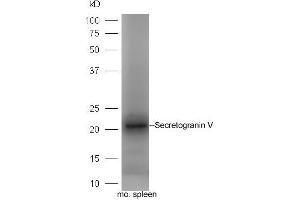 Mouse spleen lysate probed with Rabbit Anti-Secretogranin-5 Polyclonal Antibody, Unconjugated (ABIN2559679) at 1:300 in 4˚C. (SCG5 antibody  (AA 1-100))