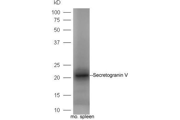 SCG5 antibody  (AA 1-100)