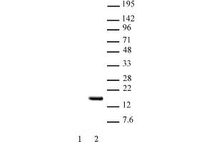Histone H2B acetyl Lys15 pAb tested by Western blot. (Histone H2B antibody  (acLys15))