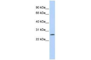 LOC391764 antibody used at 0. (LOC391764 (Middle Region) antibody)