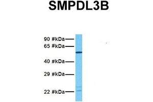 Host:  Rabbit  Target Name:  SMPDL3B  Sample Tissue:  Human Fetal Lung  Antibody Dilution:  1. (SMPDL3B antibody  (N-Term))