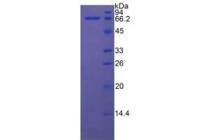 Western Blotting (WB) image for Heat Shock 70kDa Protein 1A (HSPA1A) ELISA Kit (ABIN6574252)