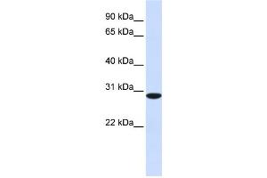 Western Blotting (WB) image for anti-Replication Protein A4, 30kDa (RPA4) antibody (ABIN2459835)