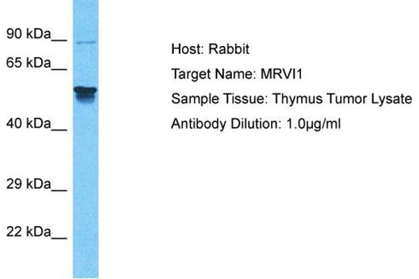 MRVI1 antibody  (N-Term)