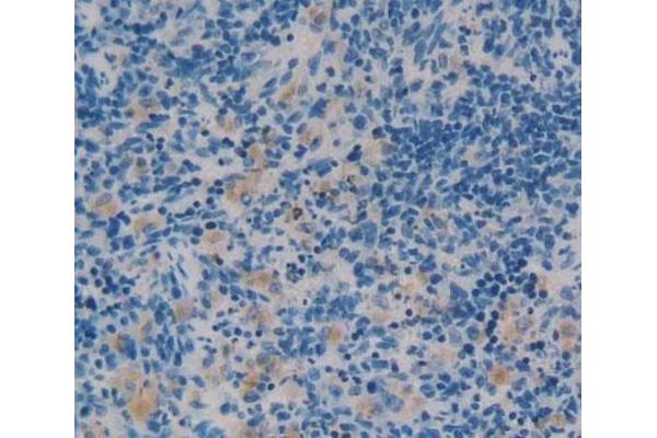 Angiotensin 1-7 antibody