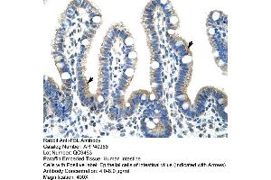 Rabbit Anti-FBL Antibody  Paraffin Embedded Tissue: Human Intestine Cellular Data: Epithelial cells of intestinal villas Antibody Concentration: 4. (Fibrillarin antibody  (N-Term))