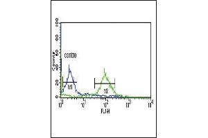 DCI Antibody (C-term) (ABIN652716 and ABIN2842474) flow cytometric analysis of MCF-7 cells (right histogram) compared to a negative control cell (left histogram). (DCI antibody  (C-Term))