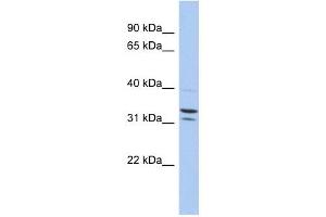 FAM92B antibody used at 1 ug/ml to detect target protein. (FAM92B antibody  (N-Term))