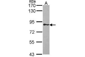 WB Image Sample (30 ug of whole cell lysate) A: Raji 7. (GIMAP8 antibody)