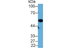 Western Blot; Sample: Mouse Placenta lysate; Primary Ab: 2µg/mL Rabbit Anti-Mouse NNE Antibody Second Ab: 0. (ENO1 antibody  (AA 1-434))