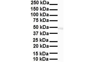 WB Suggested Anti-Gabpa antibody Titration: 1 ug/mL Sample Type: Human liver (GABPA antibody  (N-Term))