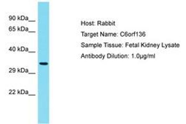 C6ORF136 antibody  (AA 220-269)