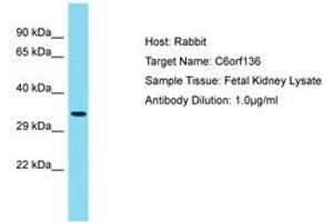 Image no. 1 for anti-Chromosome 6 Open Reading Frame 136 (C6ORF136) (AA 220-269) antibody (ABIN6750776) (C6ORF136 antibody  (AA 220-269))