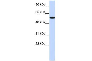 WB Suggested Anti-RIPK2 Antibody Titration:  0. (RIPK2 antibody  (Middle Region))