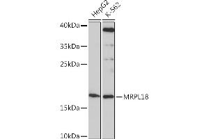 Western blot analysis of extracts of various cell lines, using MRPL18 Rabbit pAb (ABIN7268560) at 1:1000 dilution. (MRPL18 antibody  (AA 1-92))
