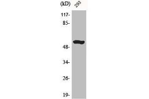 Western Blot analysis of mouse liver cells using ACTR-IB Polyclonal Antibody (Activin A Receptor Type IB/ALK-4 antibody  (Internal Region))