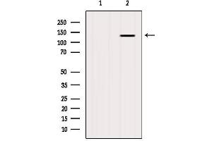 Western blot analysis of extracts from Mouse brain, using GHR Antibody.