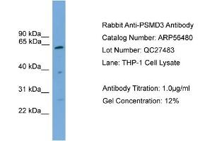WB Suggested Anti-PSMD3  Antibody Titration: 0.
