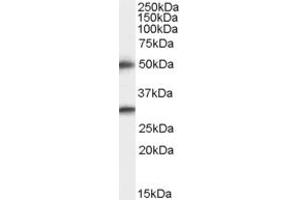 ABIN184703 staining (0. (TMPRSS5 antibody  (C-Term))