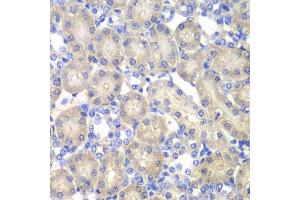 Immunohistochemistry of paraffin-embedded rat kidney using  antibody (ABIN6127428, ABIN6136509, ABIN6136511 and ABIN6217463) at dilution of 1:100 (40x lens). (Aminoacylase 1 antibody  (AA 1-408))