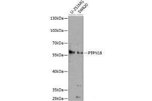 Western blot analysis of extracts of various cell lines using PTPN18 Polyclonal Antibody at dilution of 1:1000. (PTPN18 antibody)