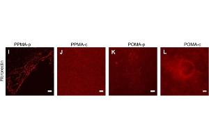 Immunofluorescence of Anti-Fibronectin Antibody. (Fibronectin 1 antibody)
